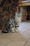 BRITISH SHORTHAIR 053